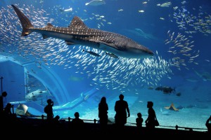 Парижский океанариум приглашает на ночь к акулам